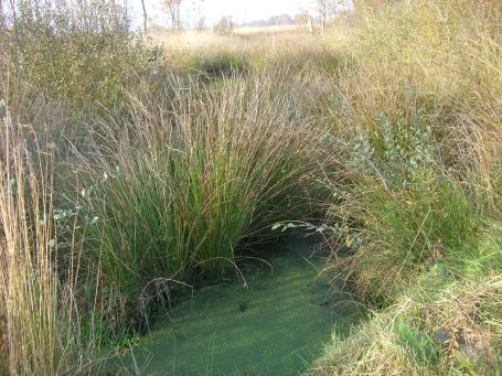 De Peel : NSG Mariapeel, Herbstimpressionen